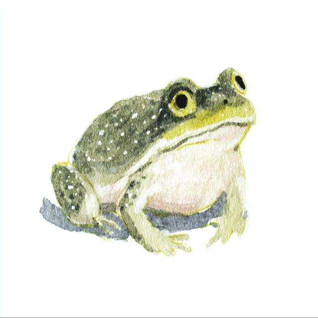 水彩,小蛙,插画,梦幻,纹理,治愈